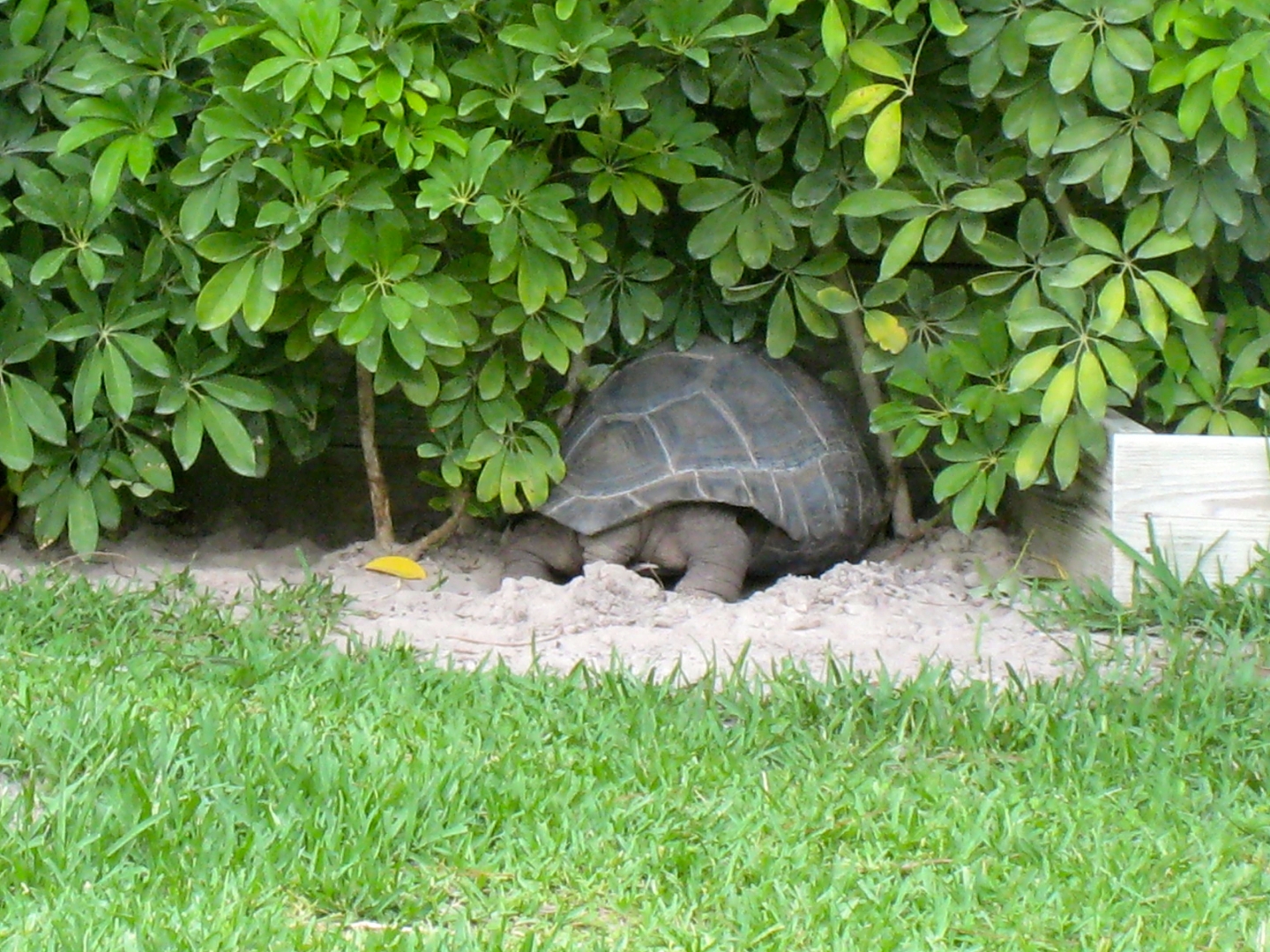 Aldabra Breeders