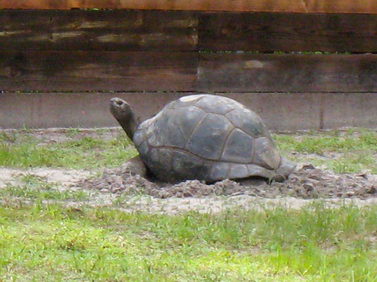 Aldabra Breeders