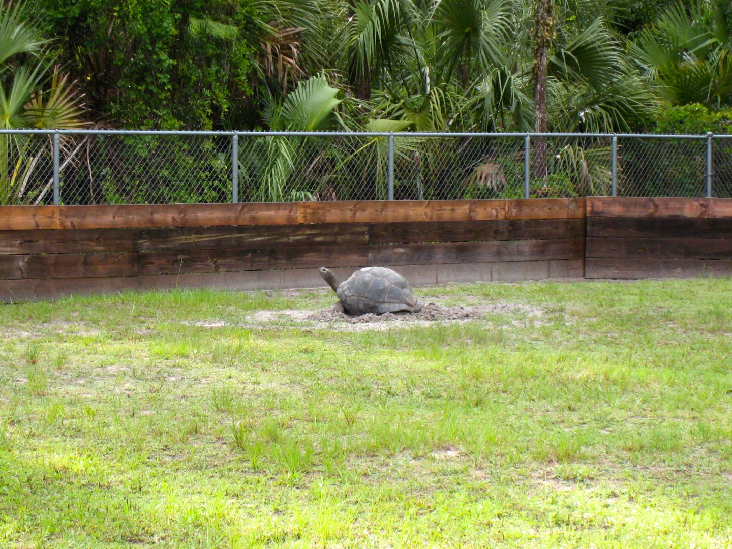 Aldabra Breeders