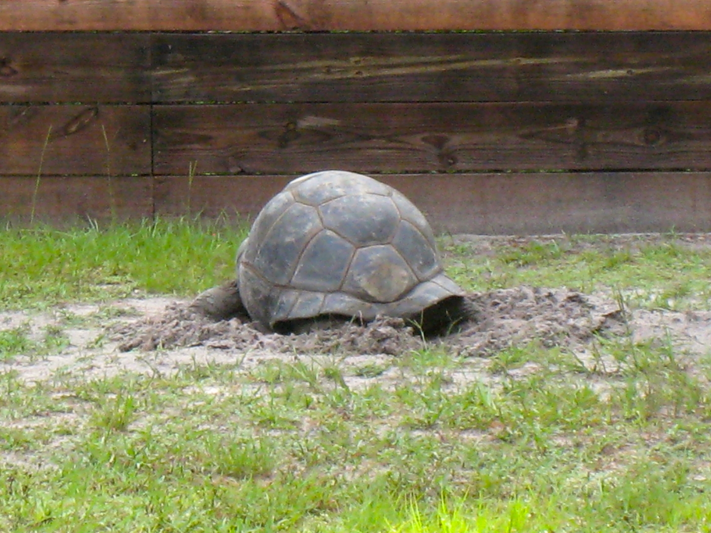 Aldabra Breeders