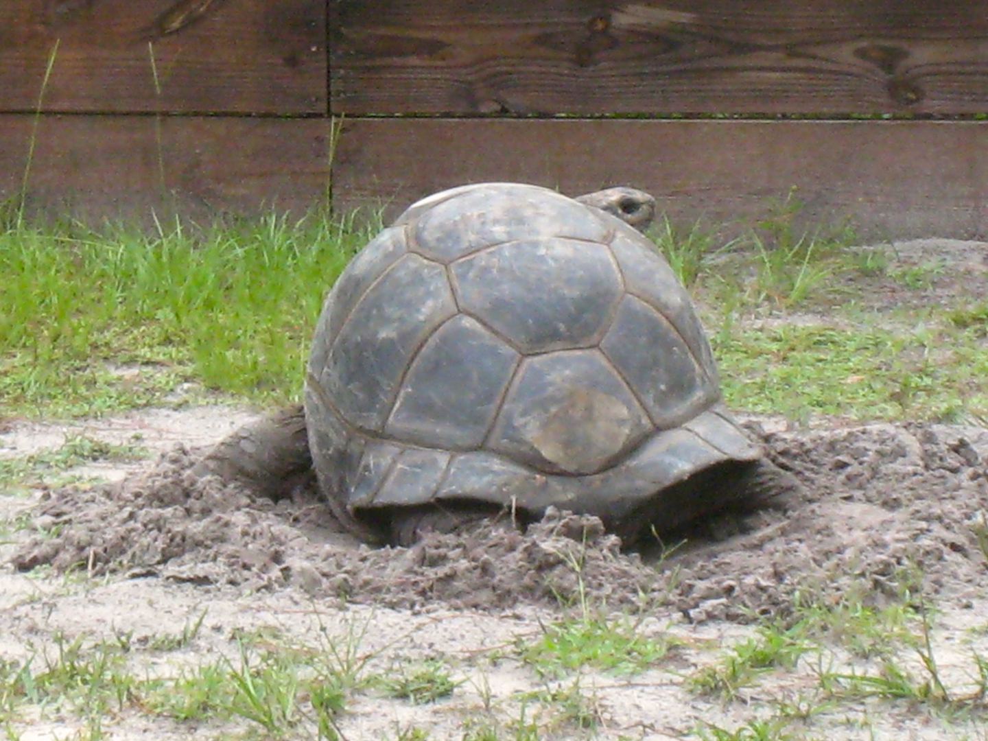 Aldabra Breeders