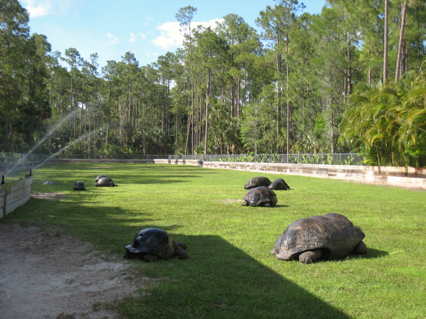 Aldabra Breeders