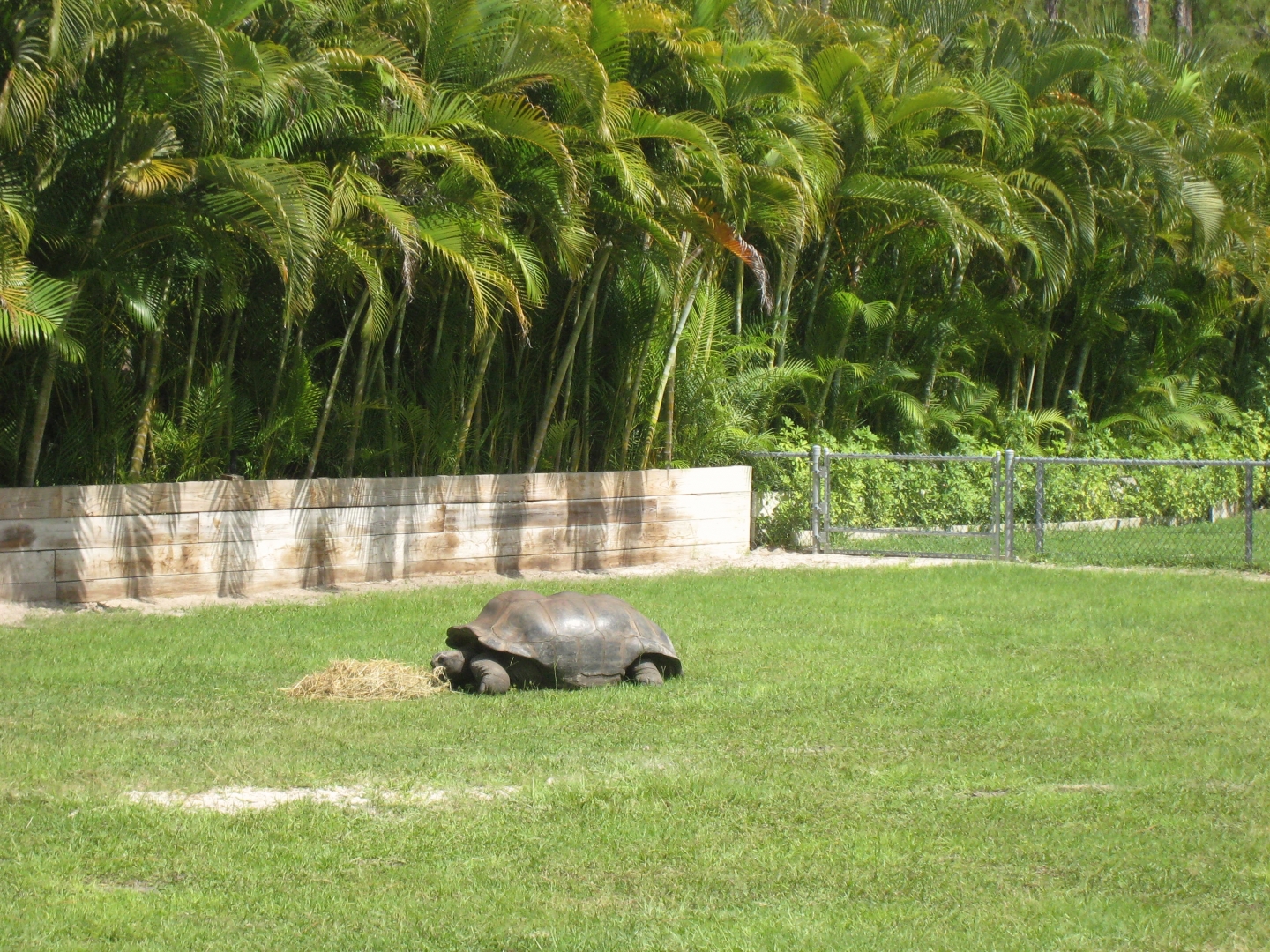 Aldabra Breeders