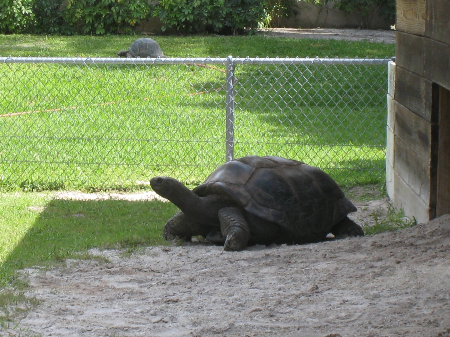 Aldabra Breeders