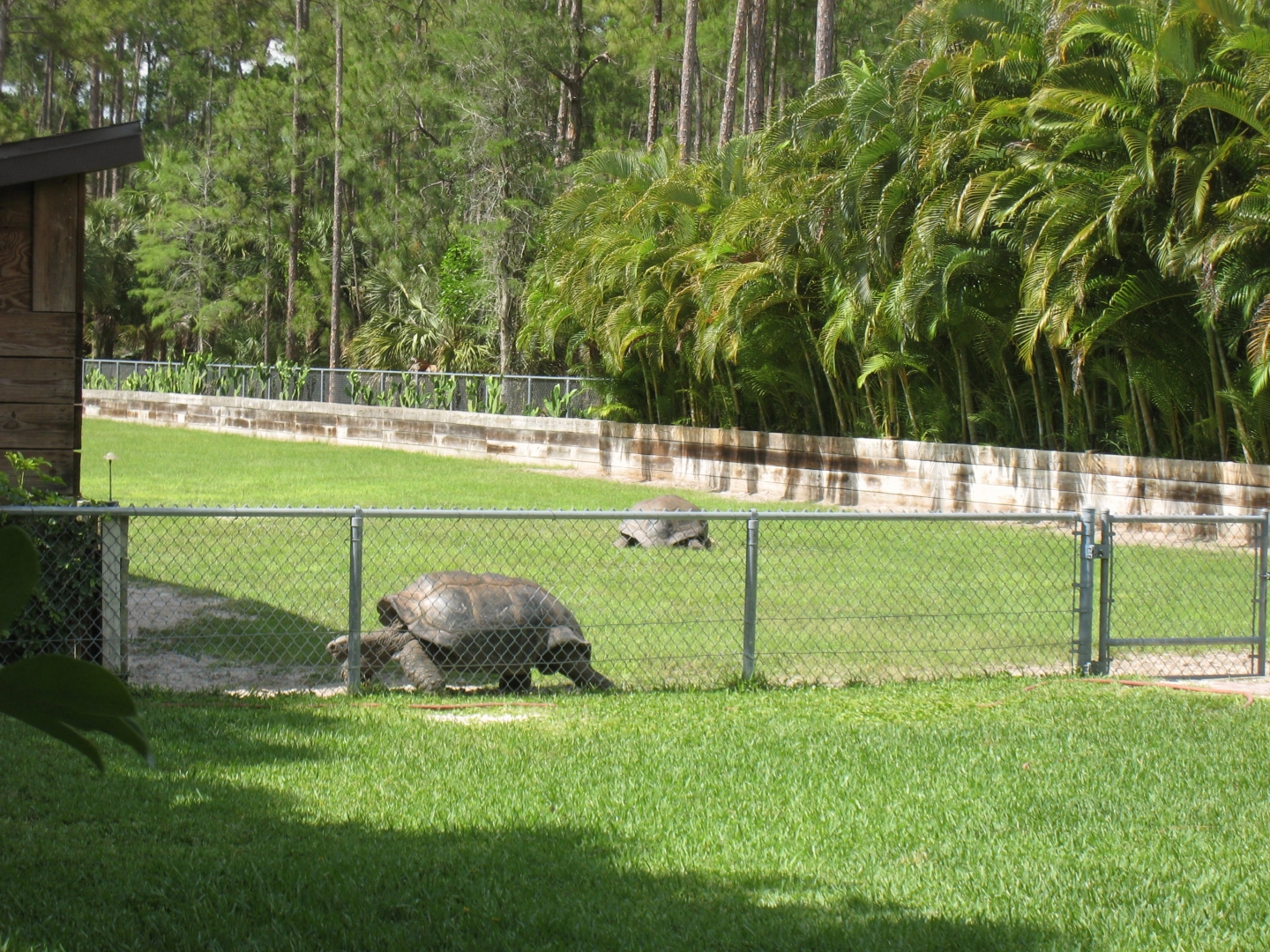 Aldabra Breeders