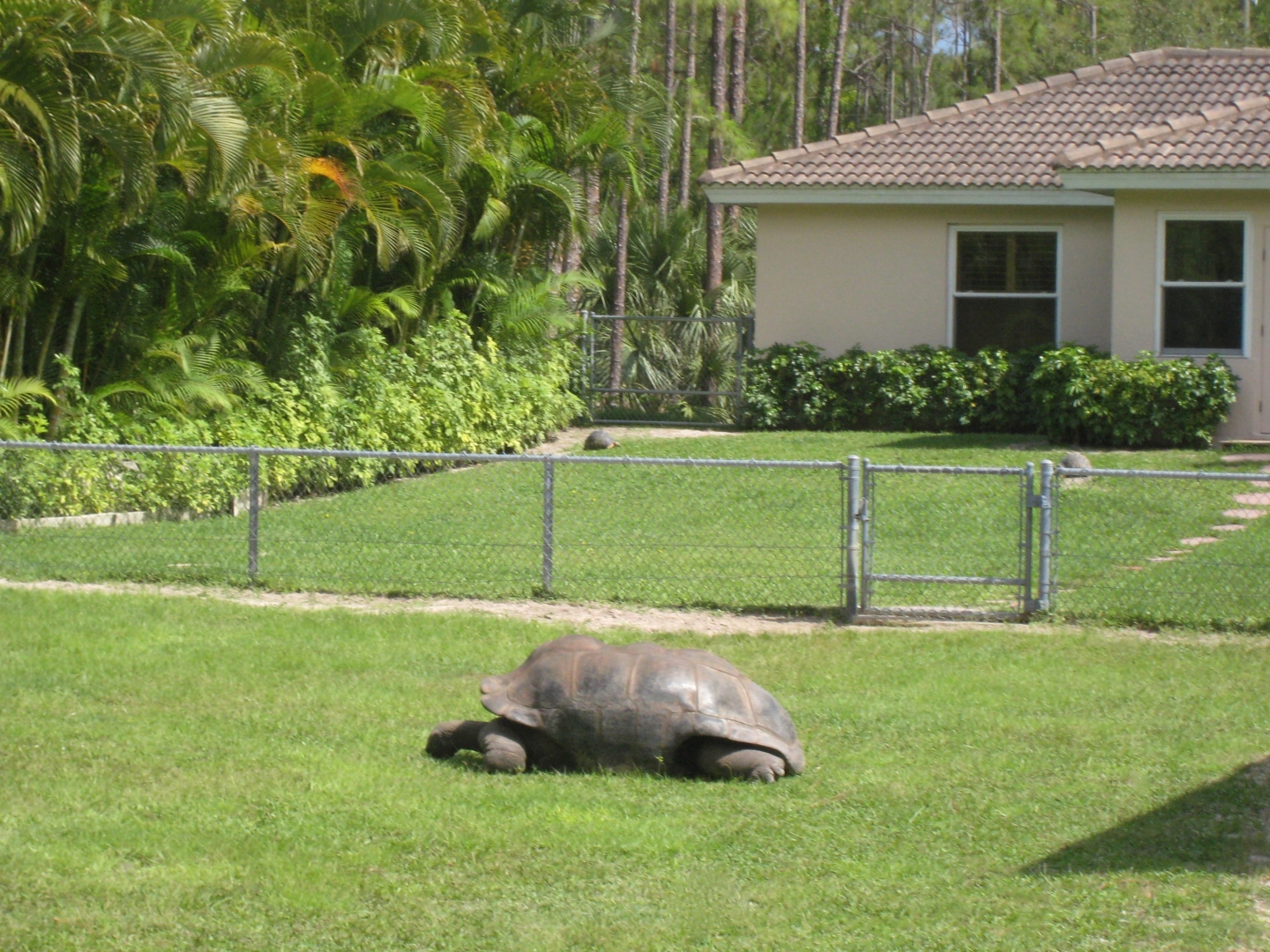 Aldabra Breeders