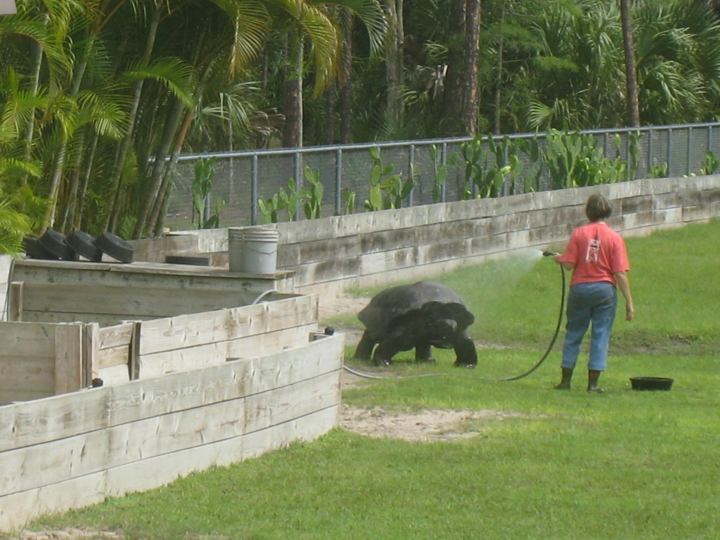 Aldabra Breeders