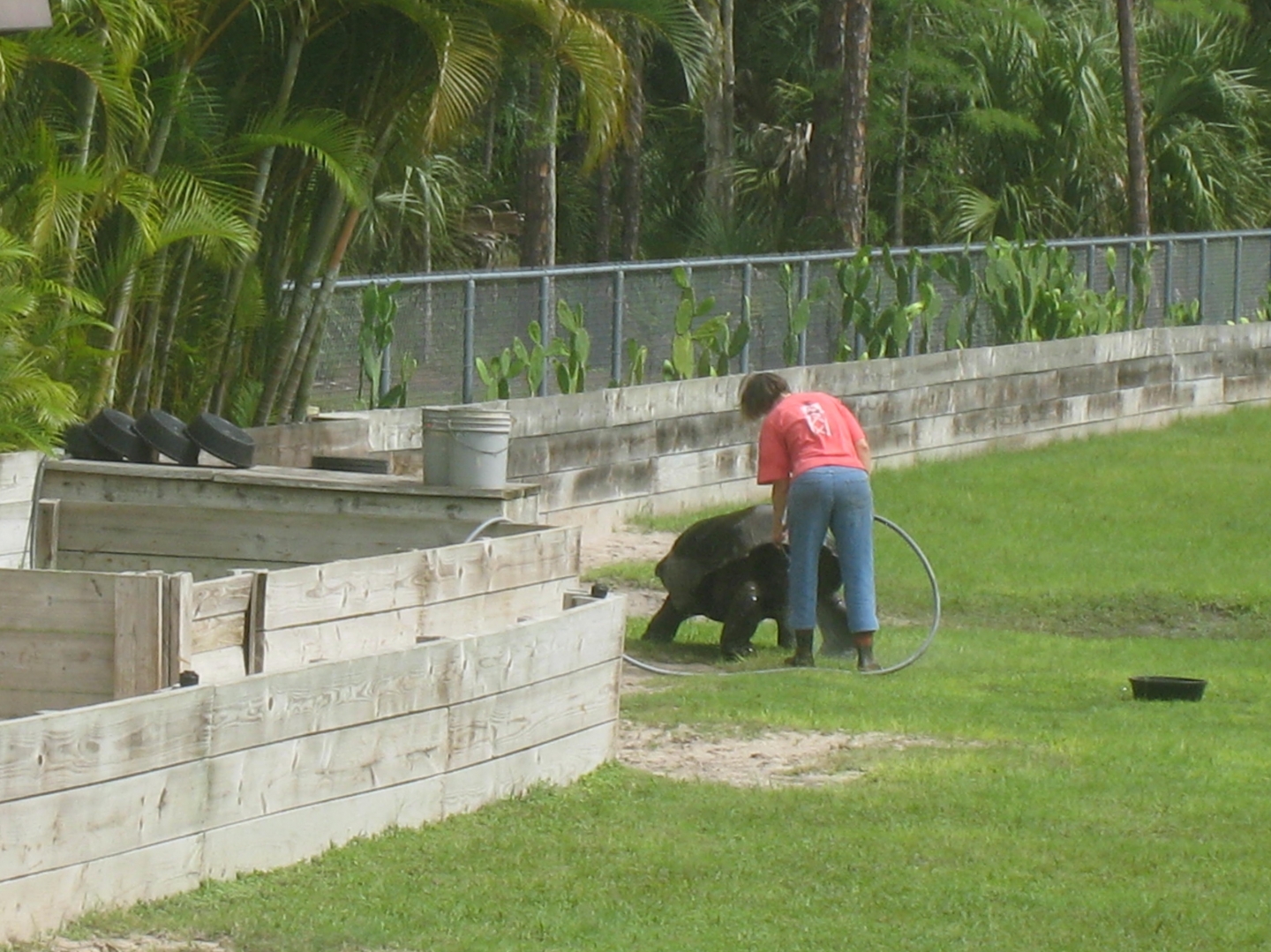 Aldabra Breeders