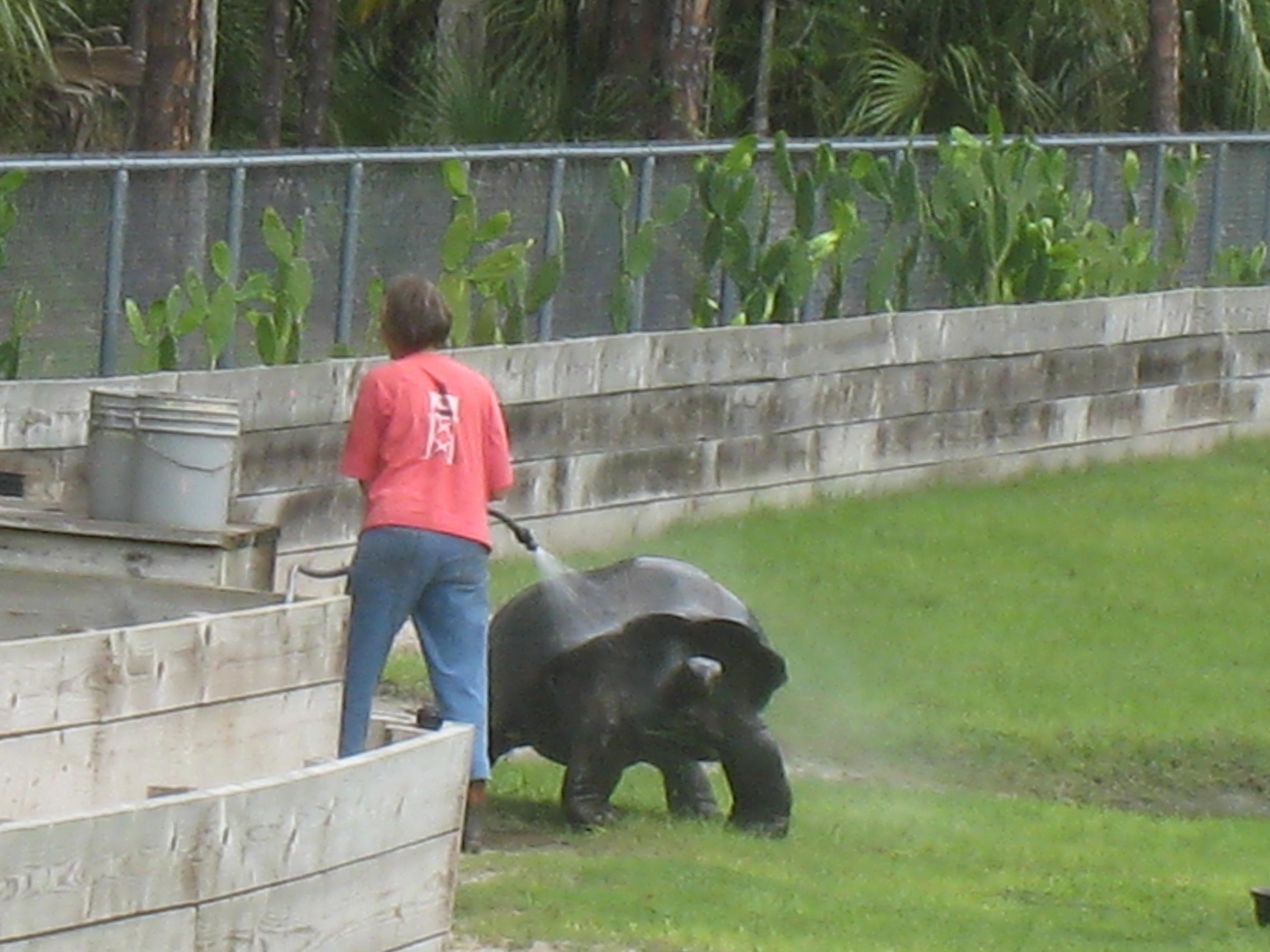 Aldabra Breeders