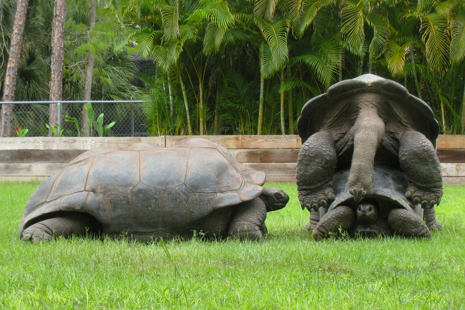 Aldabra Breeders