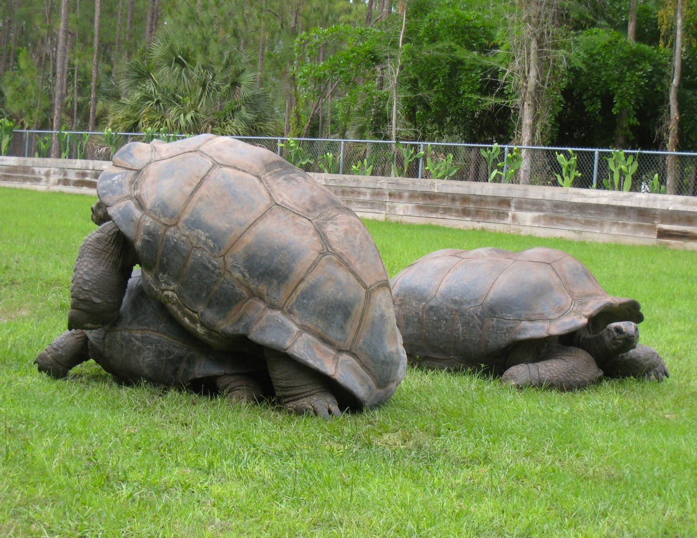 Aldabra Breeders