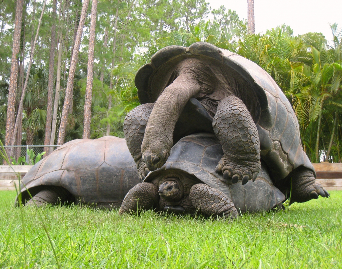 Aldabra Breeders