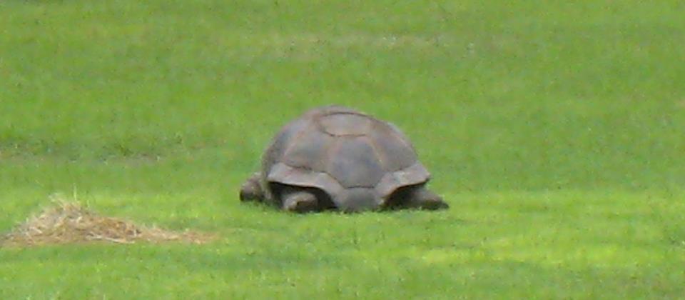 Aldabra Breeders