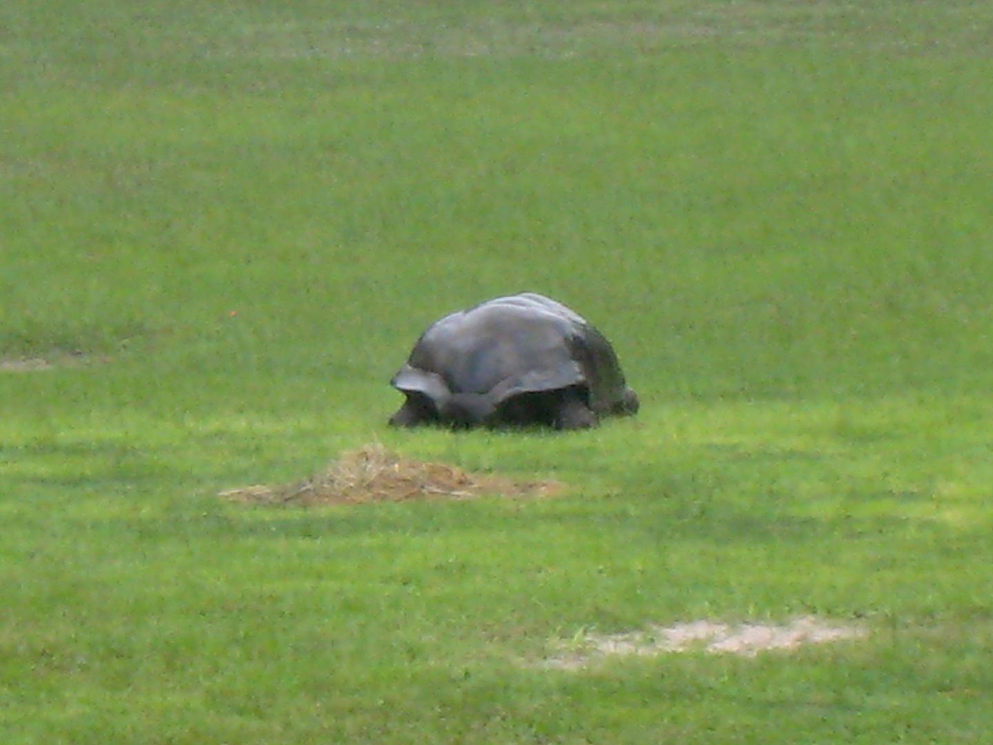 Aldabra Breeders