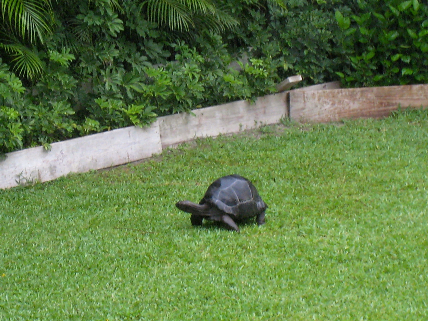 Aldabra Breeders