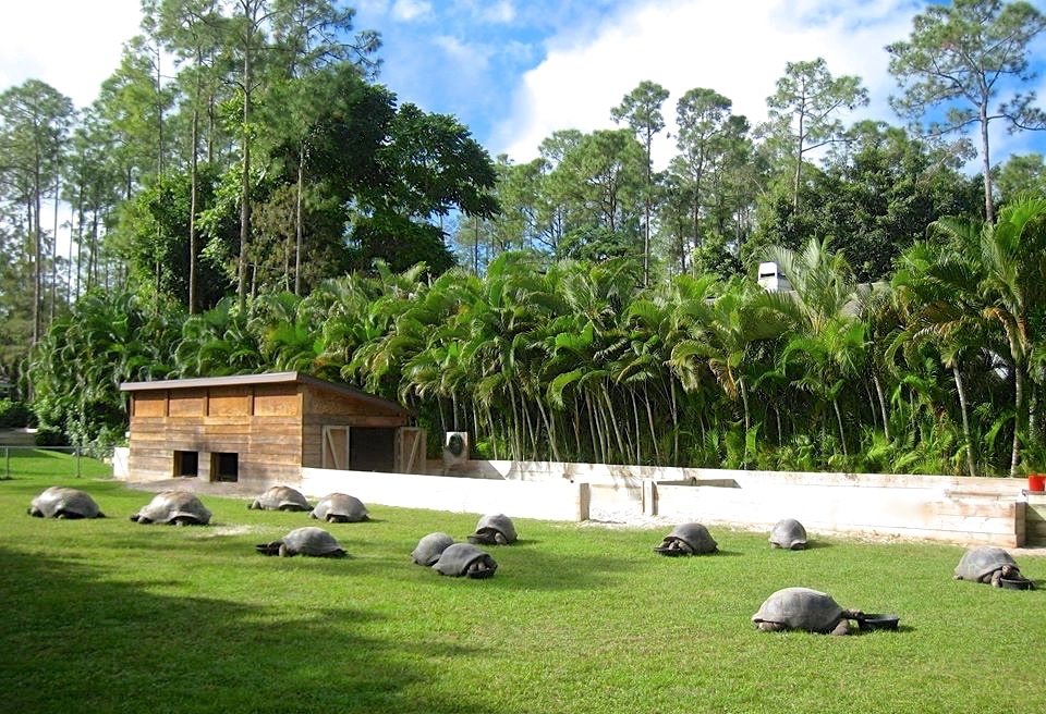 Aldabra Breeders