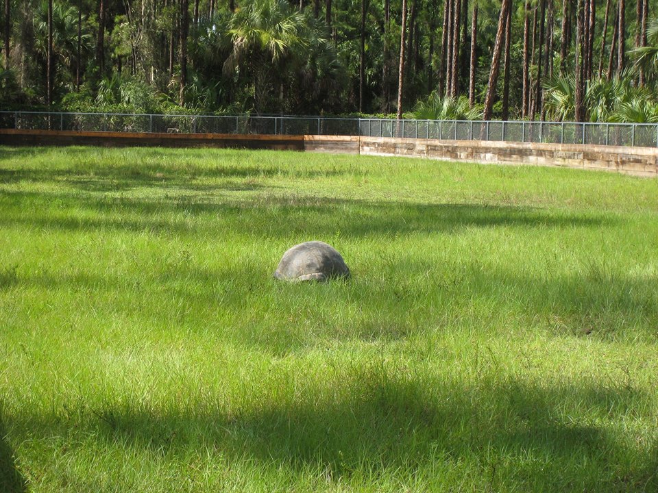 Aldabra Breeders