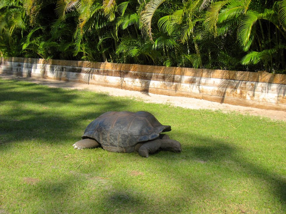 Aldabra Breeders