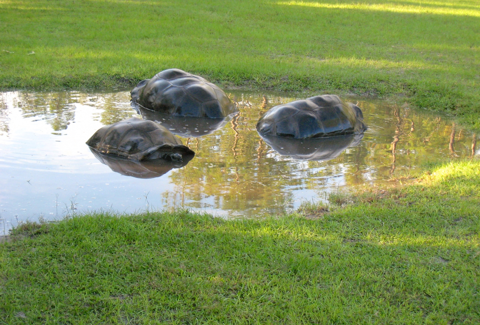 Aldabra Breeders