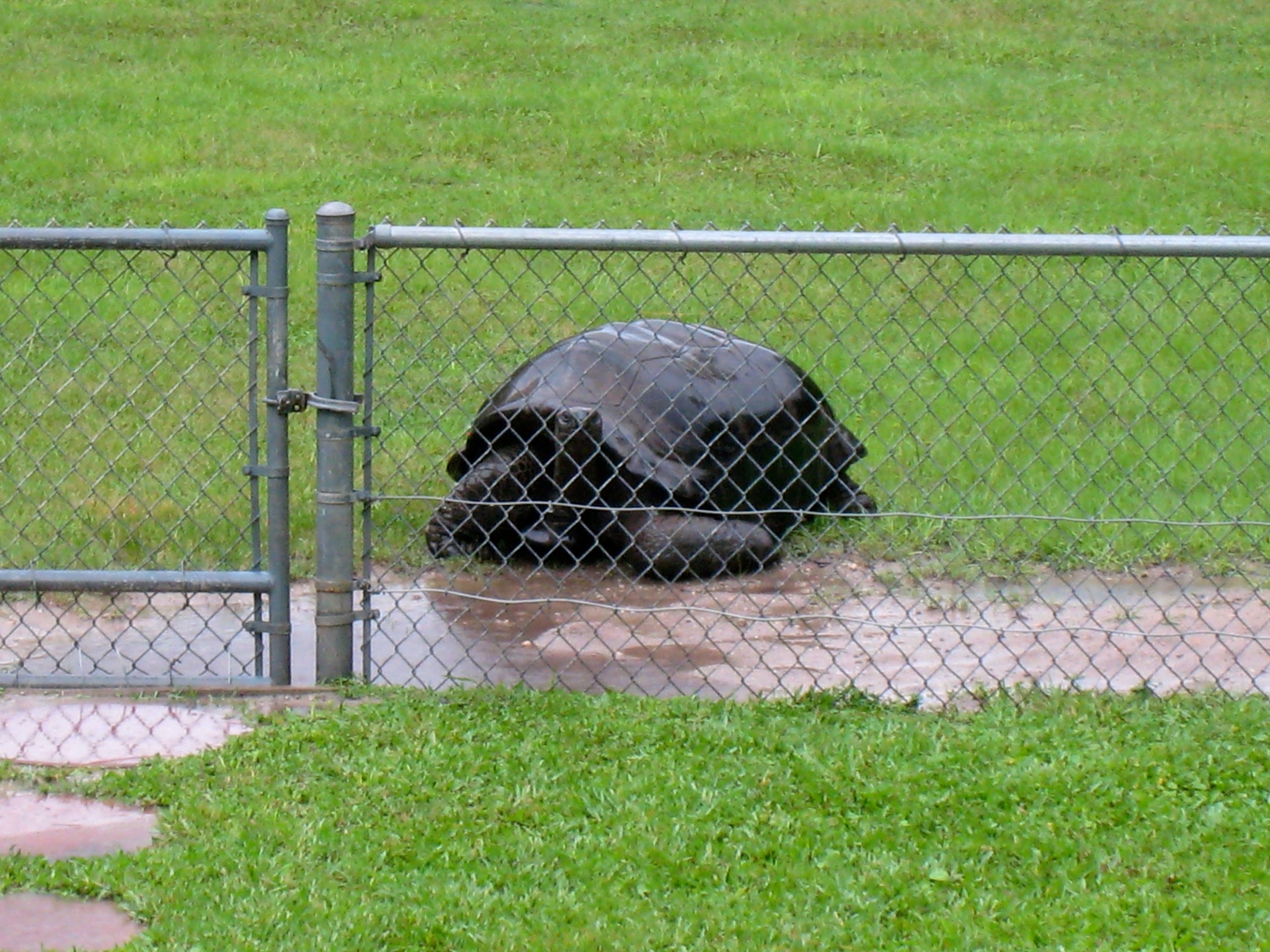 Aldabra Breeders