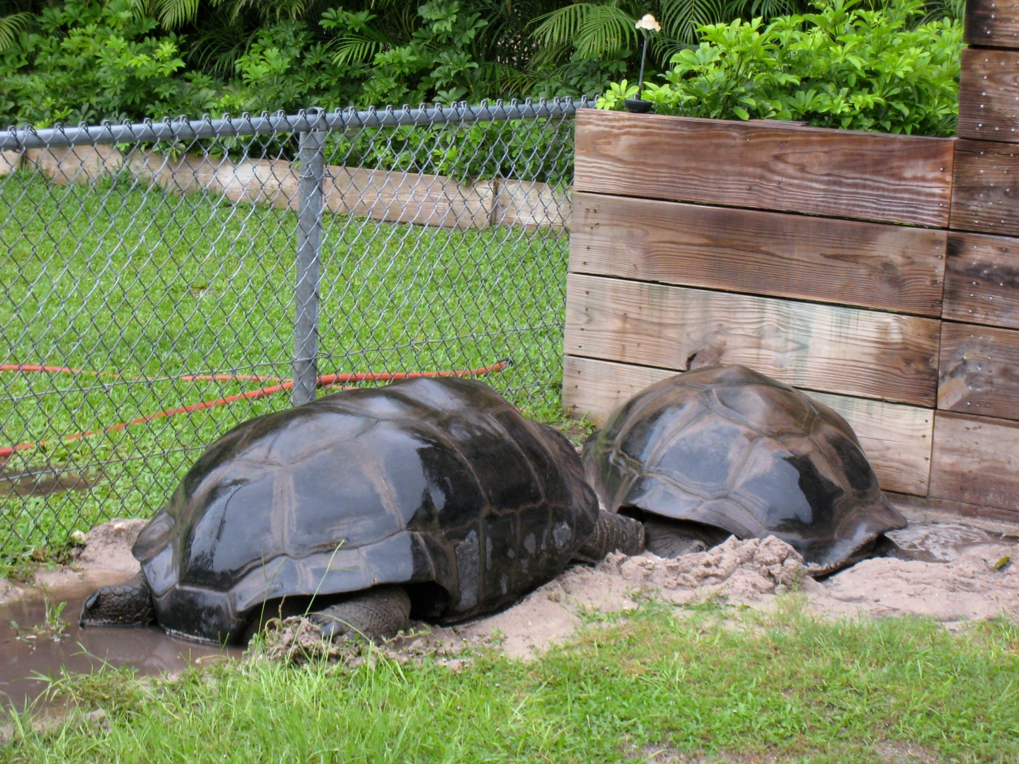 Aldabra Breeders