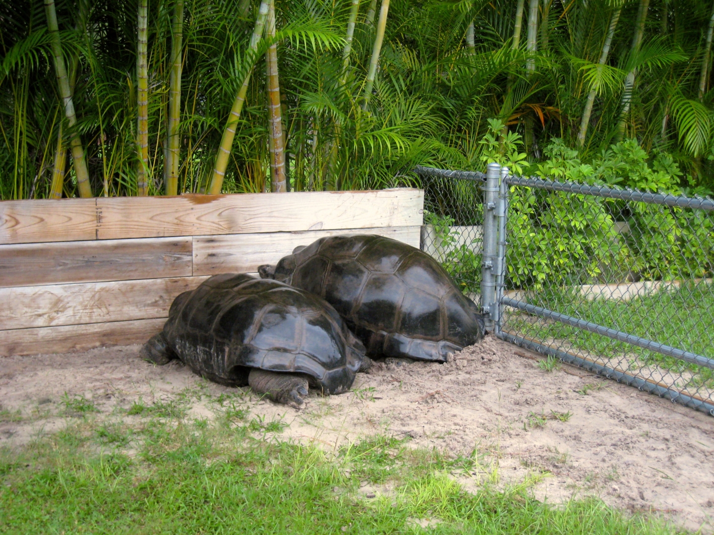 Aldabra Breeders
