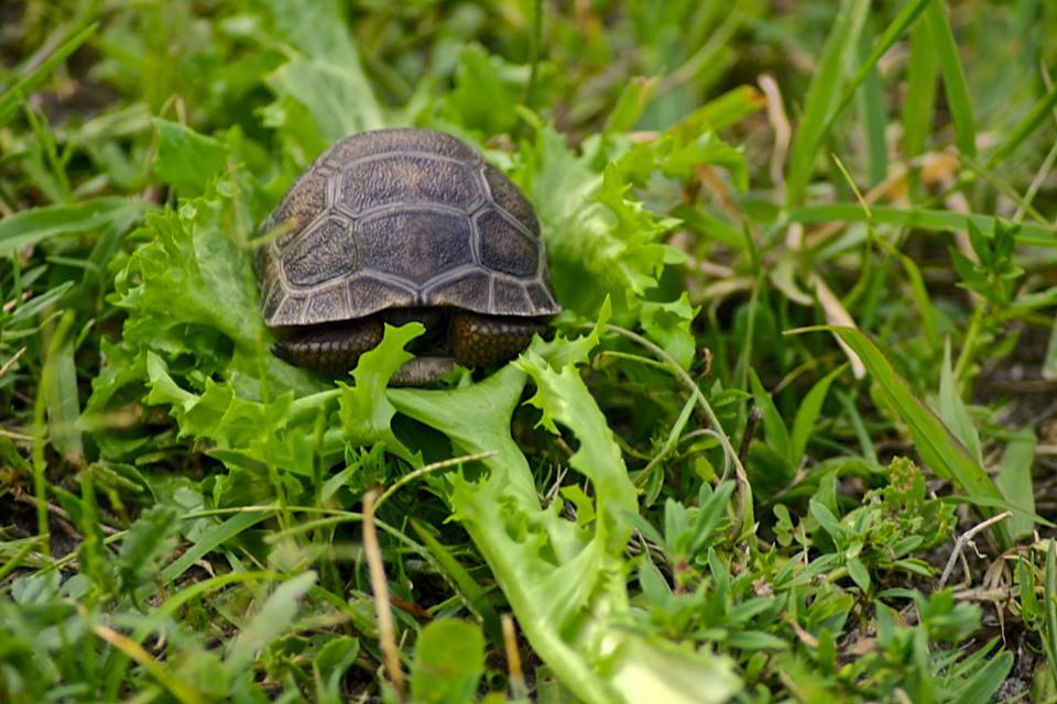 Aldabra Breeders