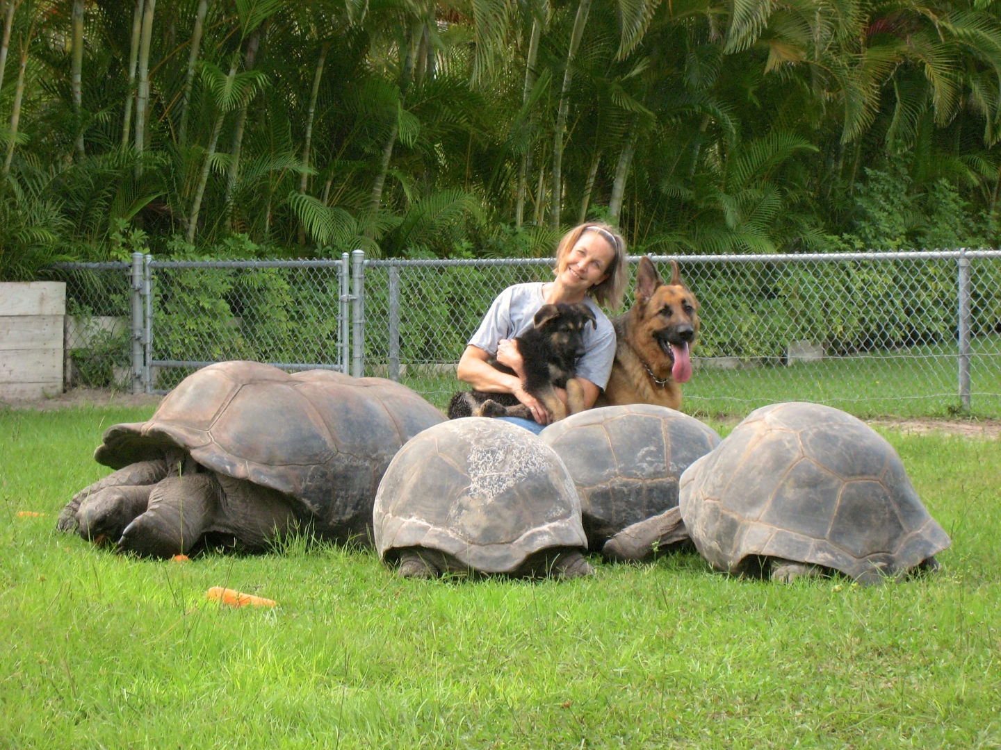Aldabra Breeders