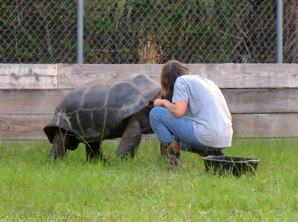 Aldabra Breeders