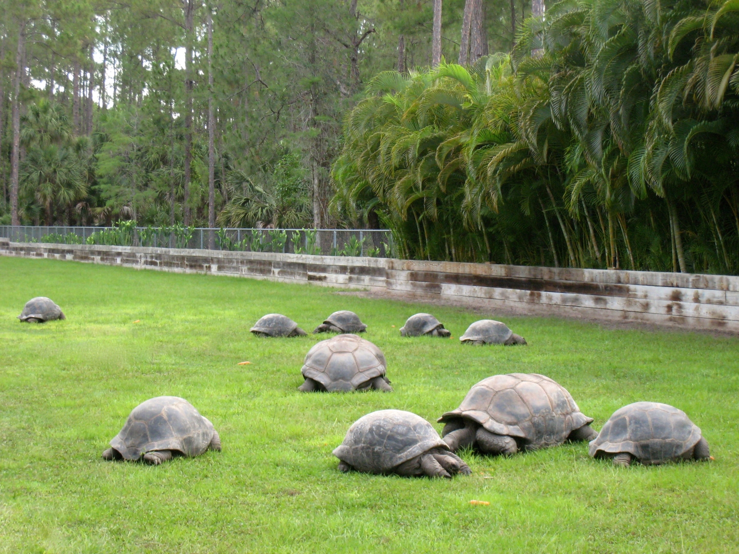 Aldabra Breeders