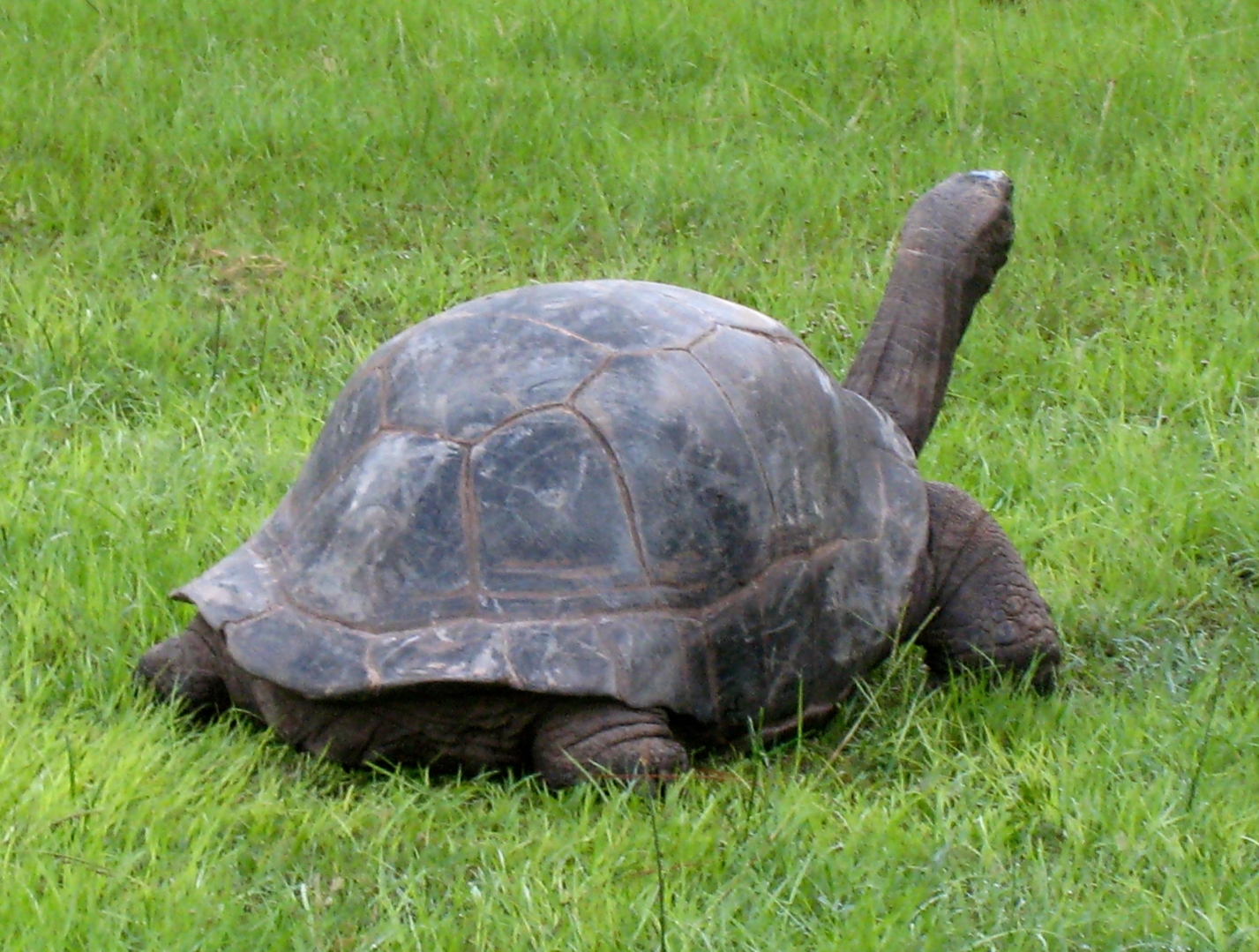 Aldabra Breeders