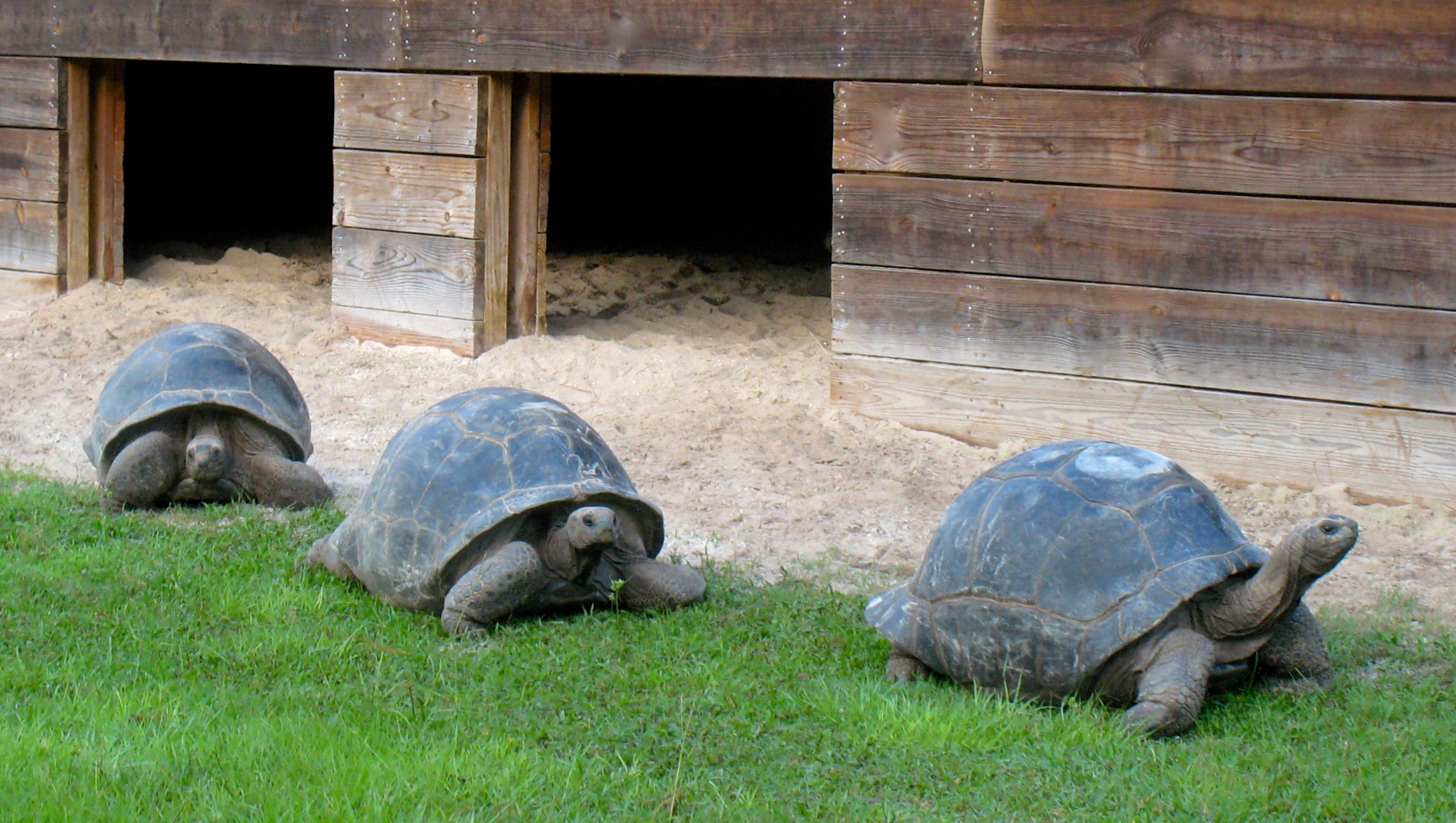 Aldabra Breeders