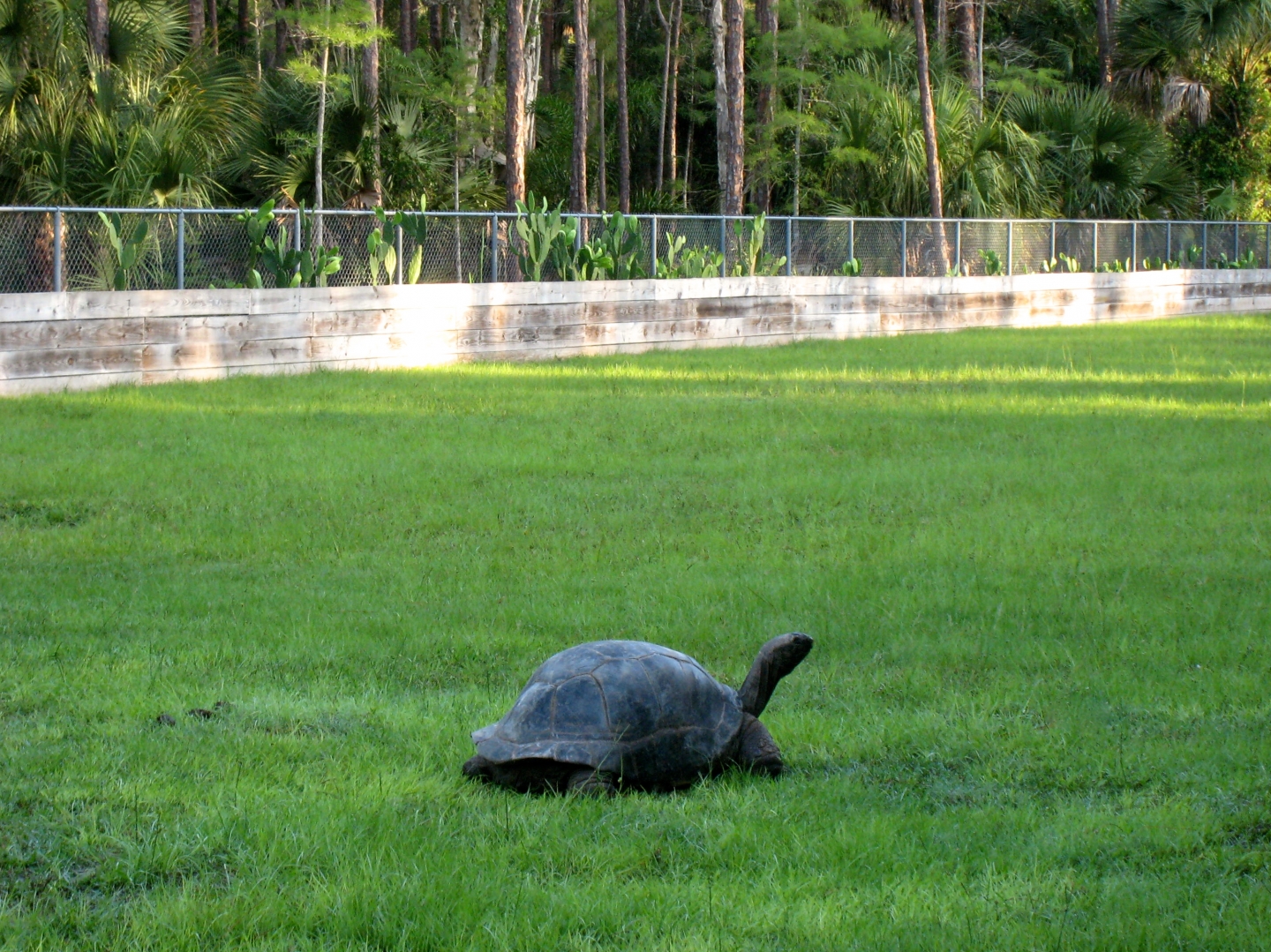 Aldabra Breeders