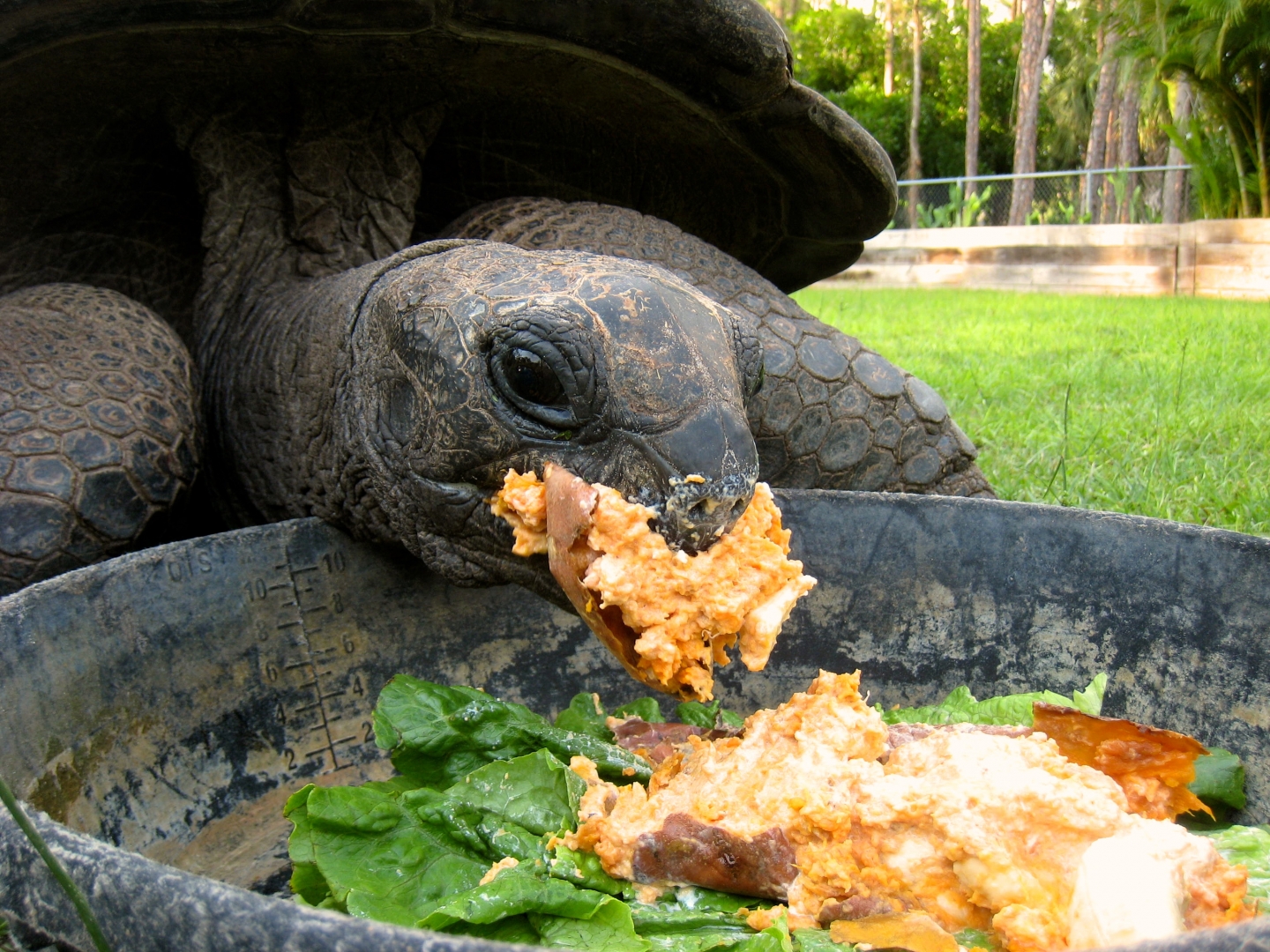 Aldabra Breeders
