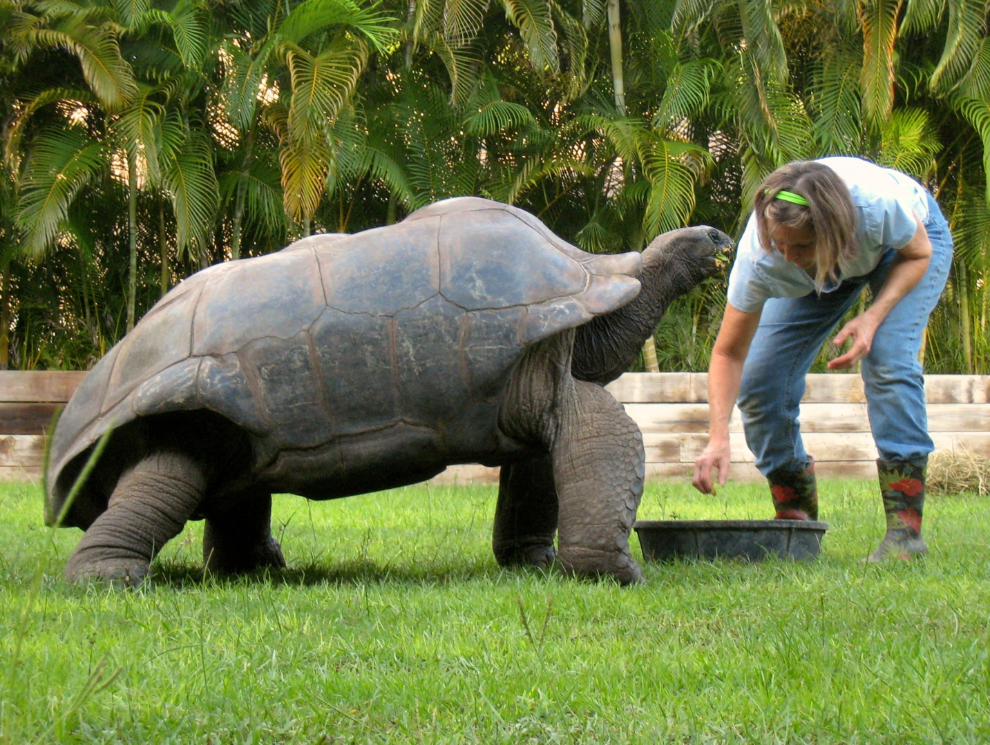 Aldabra Breeders