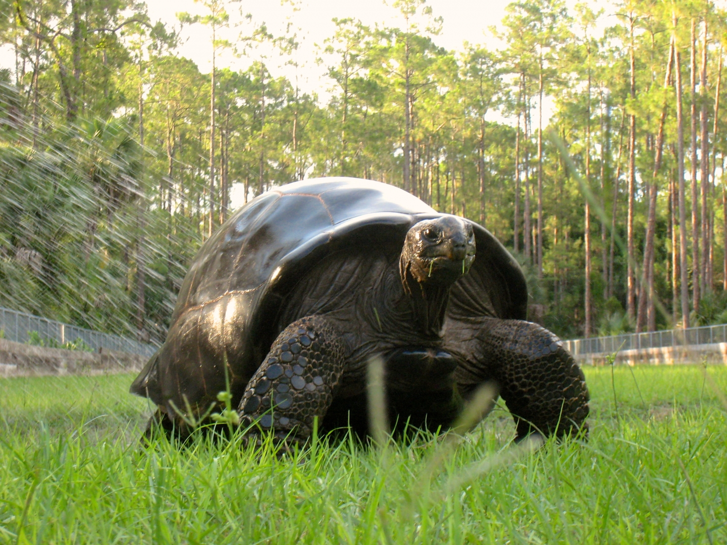 Aldabra Breeders