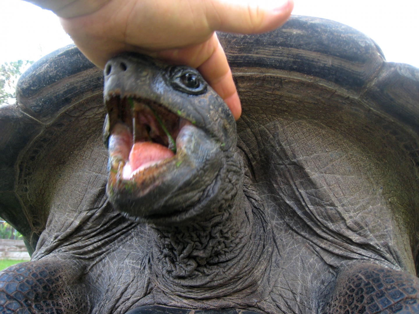 Aldabra Breeders