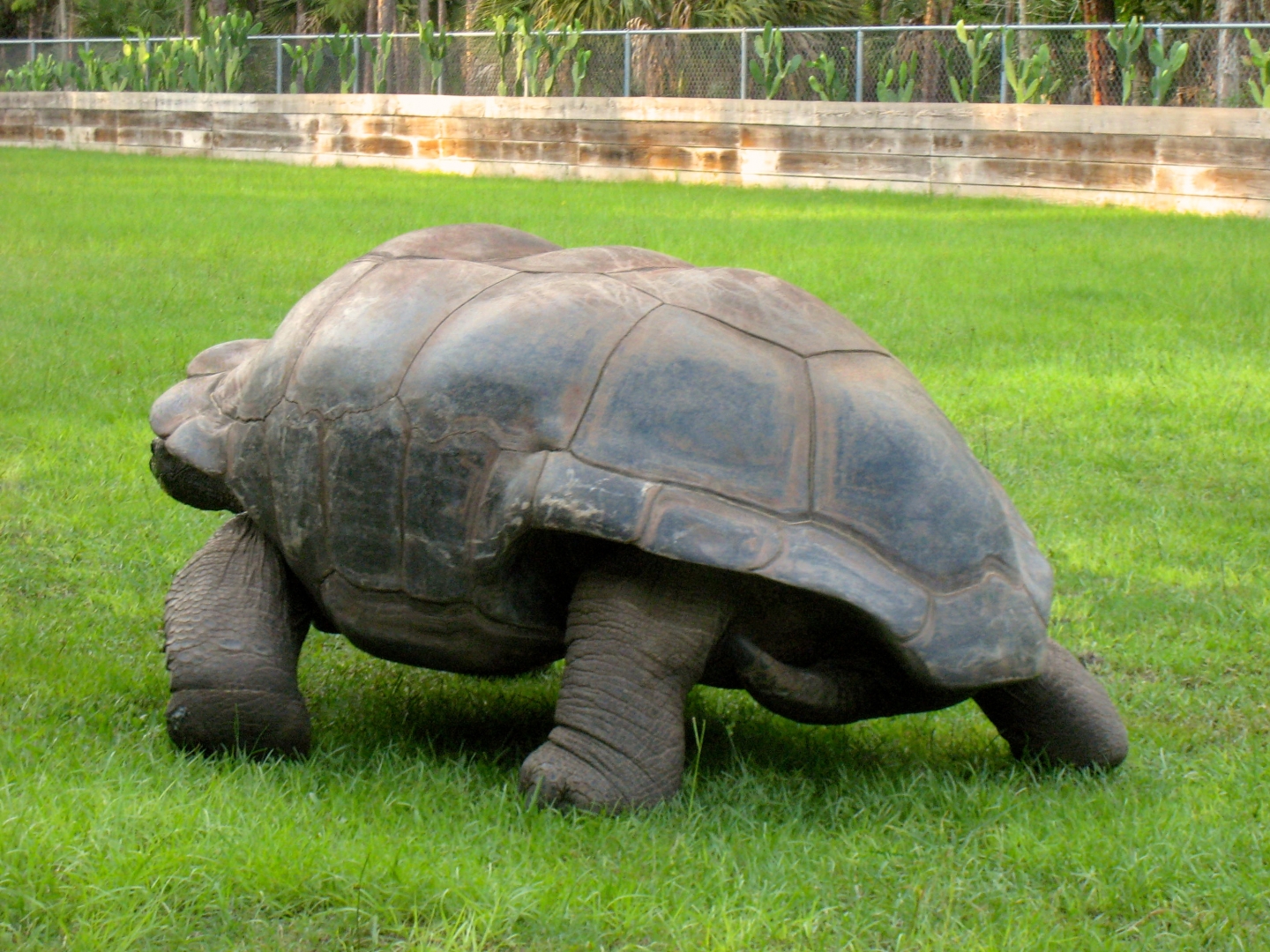 Aldabra Breeders