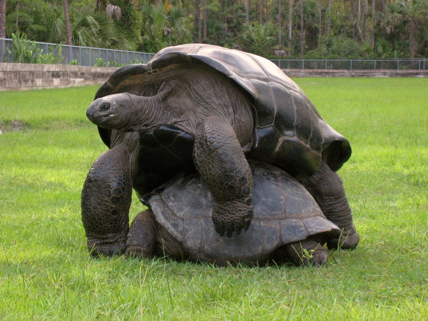 Aldabra Breeders
