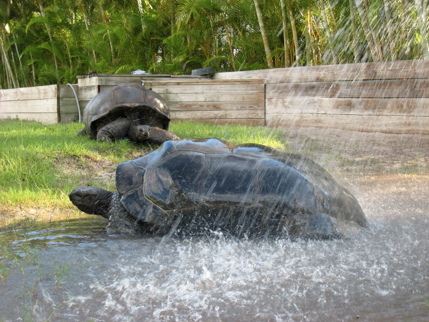 Aldabra Breeders