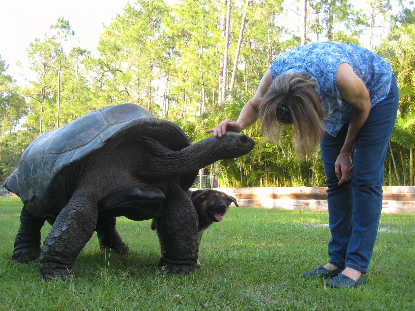 Aldabra Breeders