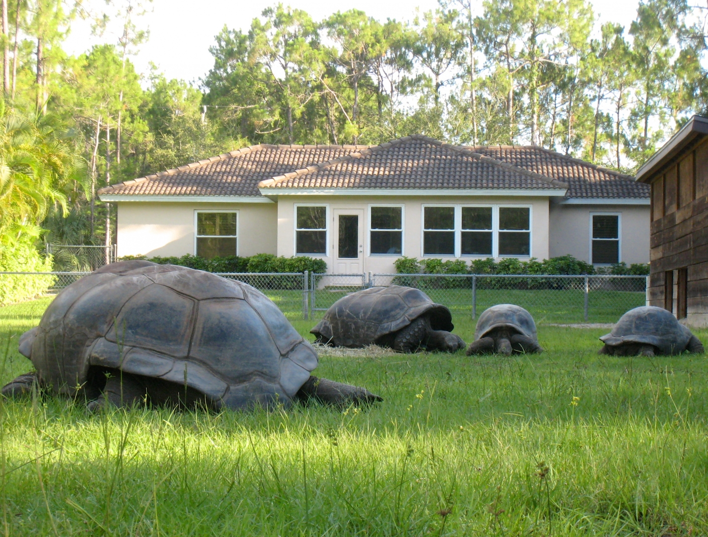 Aldabra Breeders