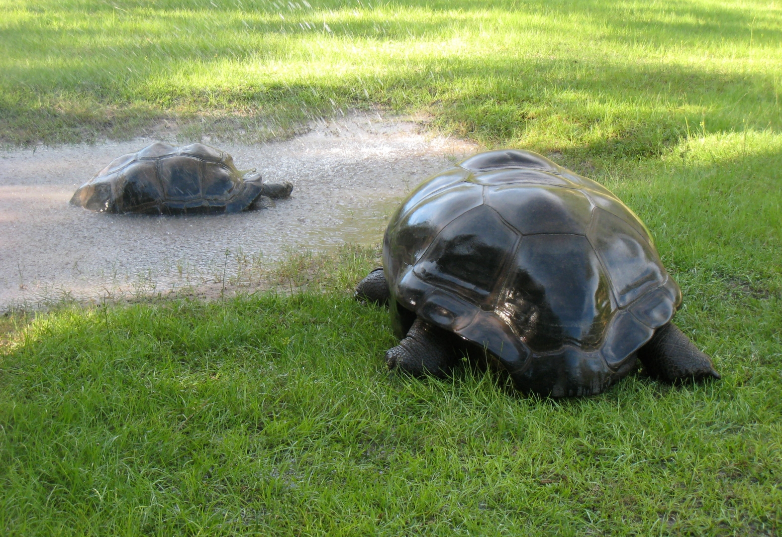 Aldabra Breeders