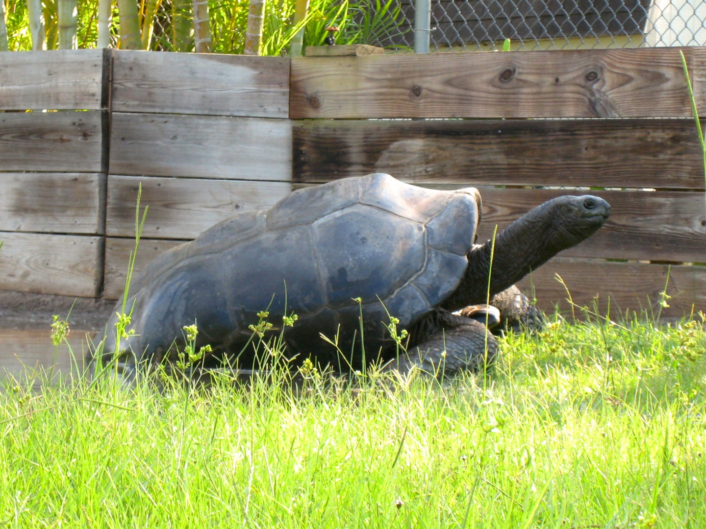 Aldabra Breeders