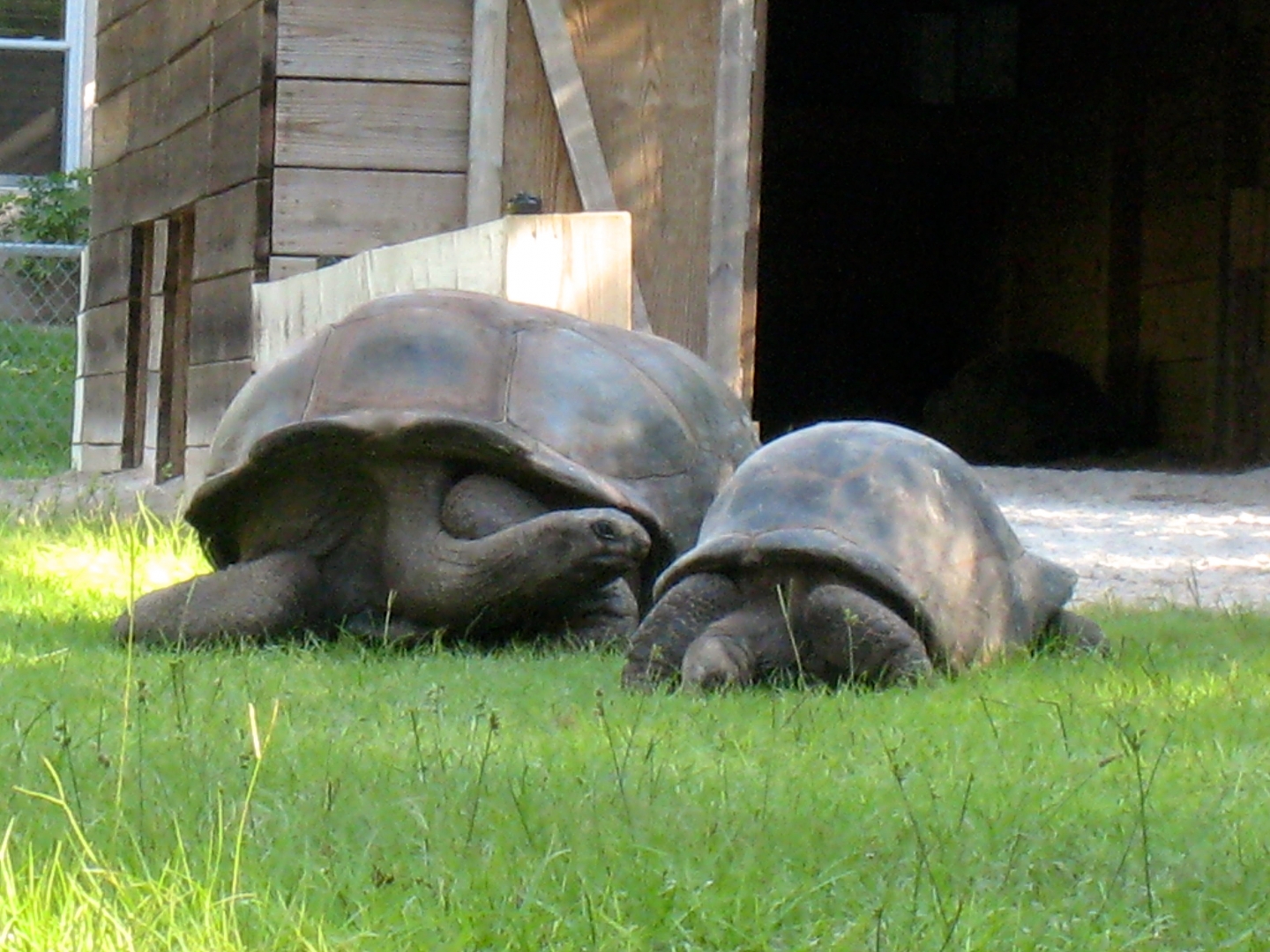 Aldabra Breeders