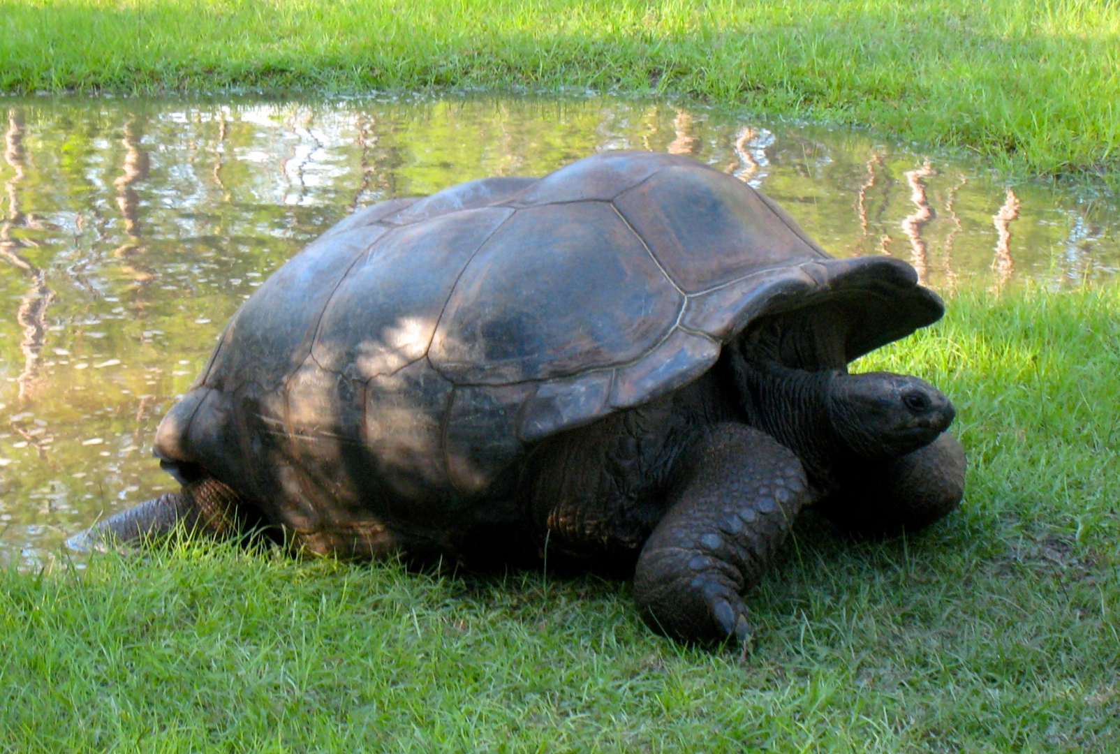 Aldabra Breeders