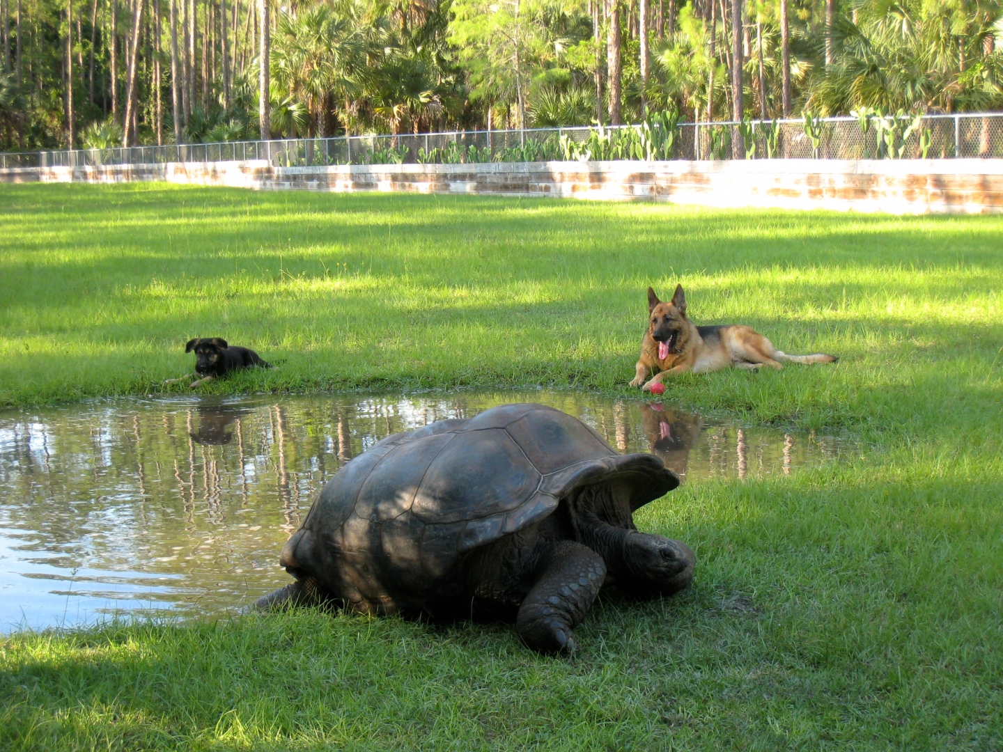 Aldabra Breeders