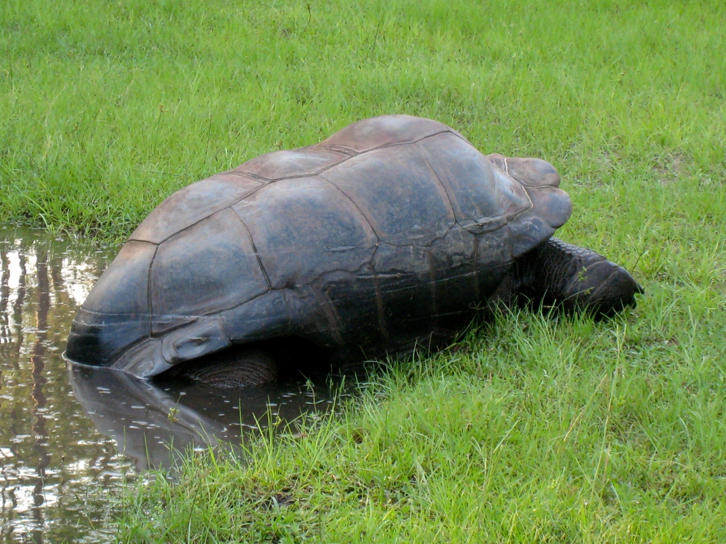 Aldabra Breeders