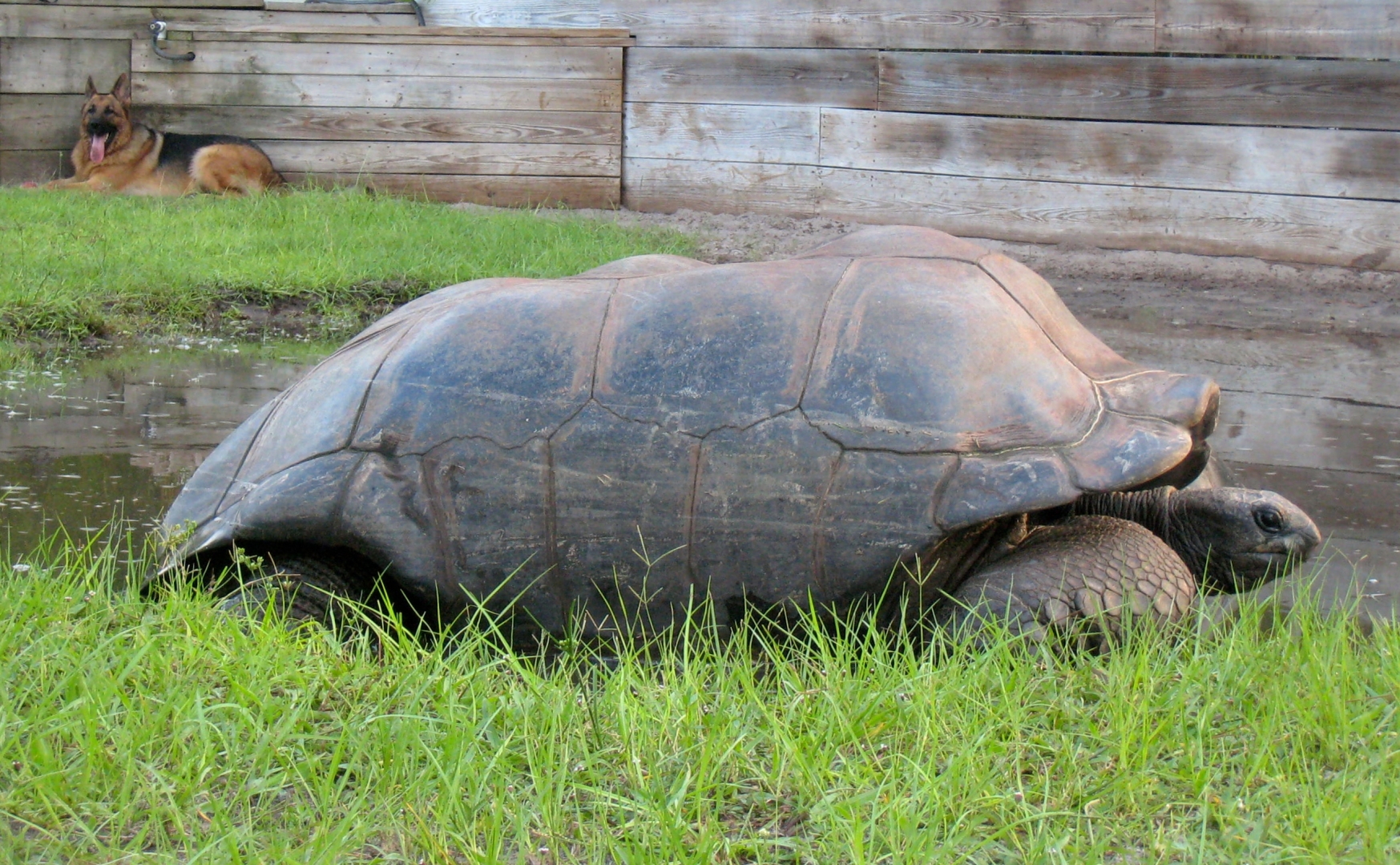 Aldabra Breeders