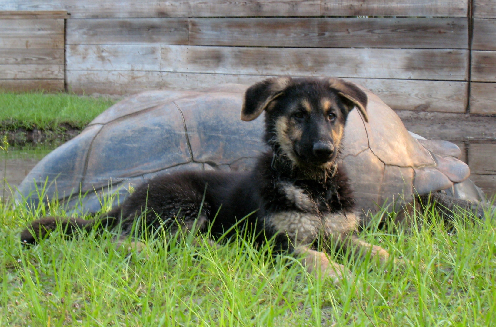 Aldabra Breeders